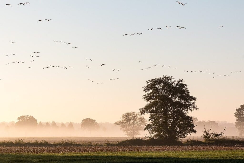 Champ dans la brume matinale sous un ciel clair, un grand arbre et des oies sauvages en vol